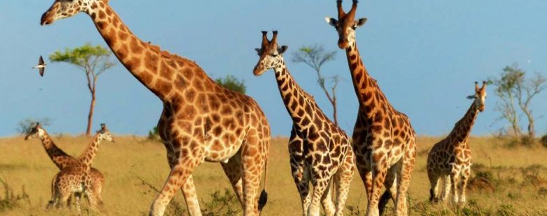 Best Travel Destinations in Rwanda