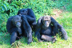 1 Day Ngamba Island Chimpanzee Tour