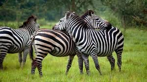 5 Days Gorilla Wildlife Safari Tours - Gorilla Safari Uganda