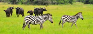 Wild life in Lake Mburo National Park