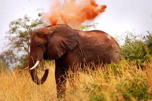 African Elephant Uganda