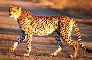 cheetah Uganda