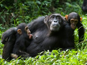 15 Days Uganda Safari Tours Wilderness Adventure