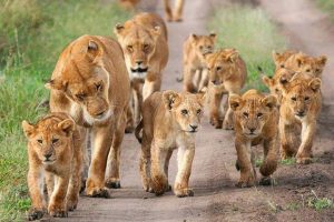 pride of lions kidepo