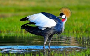 uganda-crested-crane
