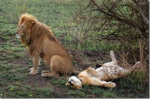 7 Days Gorilla Wildlife Fly Safaris Uganda