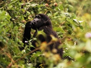 Gorilla Tracking