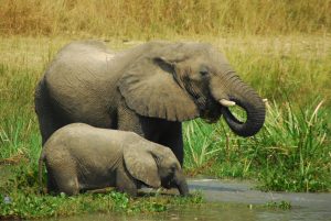 afrika_uganda_murchison-falls-nationalpark_michell-zappaflickr