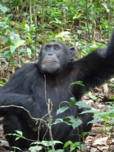 5 Days Wildlife Primate Safari - Chimpanzee Tracking