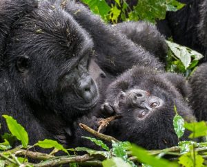 13 Days Best Uganda Safari