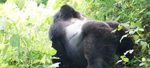 5 Days Gorilla Wildlife Safari Tours