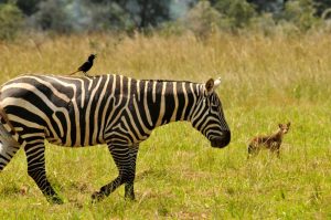 Kidepo_Valley-Uganda