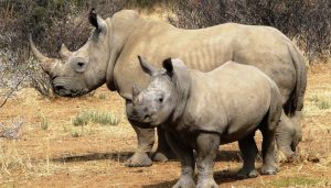1 Day Rhino Tracking Uganda