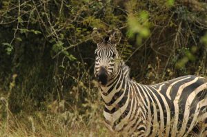Zebra in Lake Mburo