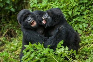 7 Days Gorilla Tracking Safaris Holidays