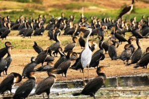 19 Days Birding Uganda Safaris Adventurous