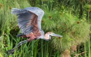 19 Days Birding Uganda Safaris Adventurous