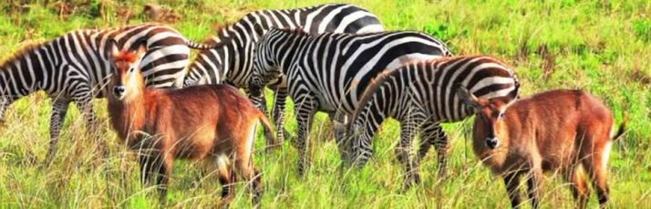 4 Days Fly Safari Kidepo Valley National Park