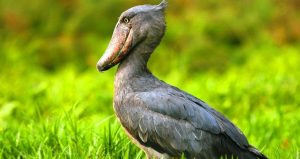shoebill-uganda