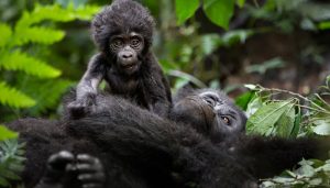 4 Days Lake Mburo Wildlife Bwindi Gorilla Tour