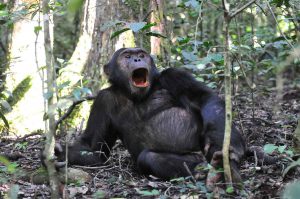 3 Days Kibale Chimpanzee Trekking Tour