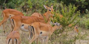 4 Days Lake Mburo Wildlife Bwindi Gorilla Tour