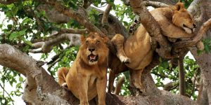 3 Days Tree Climbing Lion Queen Safari