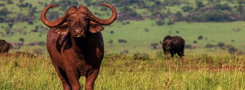 Cape Buffalo Uganda | See The Big Five
