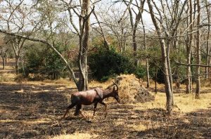 2 Days Lake Mburo Wildlife Safari