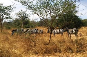 Lake Mburo Game Drive