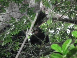 Murchison Falls National Park, Chimpanzee Tracking