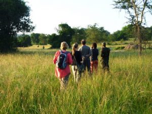 Murchison Falls National Park, Chimpanzee Tracking