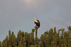 3 Days Birding Safari Lake Mburo National Park