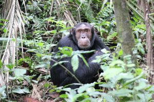 3 days Kibale Chimpanzee Habituation