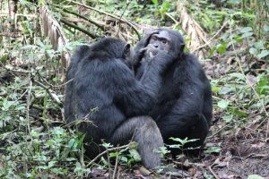 5 Days Gorilla Primates Safari Uganda Rwanda