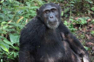 2 Days Kibale Chimpanzee Tracking - Chimpanzee Safari