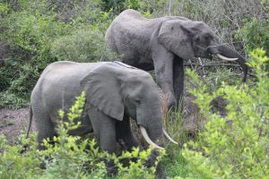 Wildlife Safaris Uganda, Uganda Wildlife Safaris, Wildlife safaris in Uganda