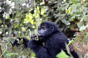 3 Days Bwindi Gorilla Habituation | Habituated Gorillas