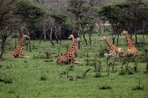 Wildlife Safaris Uganda, Uganda Wildlife Safaris, Wildlife safaris in Uganda