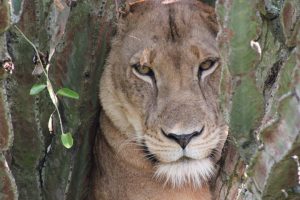 Wildlife Safaris Uganda, Uganda Wildlife Safaris, Wildlife safaris in Uganda