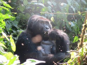 gorilla Tour Bwindi