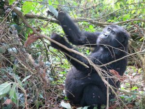 3 Days Gorilla Tour Bwindi Gorilla Safaris