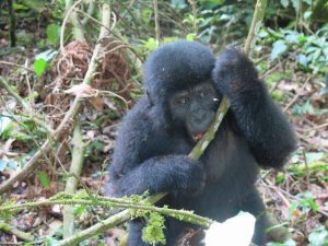 5 Days Gorilla Primates Safari Uganda Rwanda