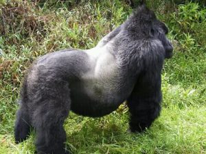 3 Days Bwindi Gorilla Habituation | Habituated Gorillas