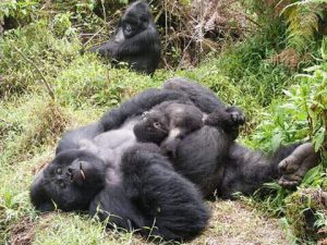 2 Days Bwindi Gorilla Trekking Safari