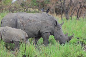Wildlife Safaris Uganda, Uganda Wildlife Safaris, Wildlife safaris in Uganda