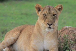 Wildlife Safaris Uganda, Uganda Wildlife Safaris, Wildlife safaris in Uganda