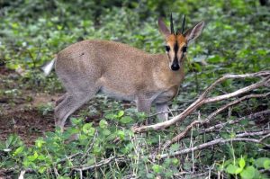 the duiker antelope uganda