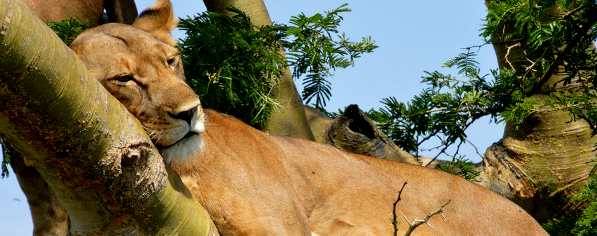 3 Days Tree Climbing Lion Queen Safari
