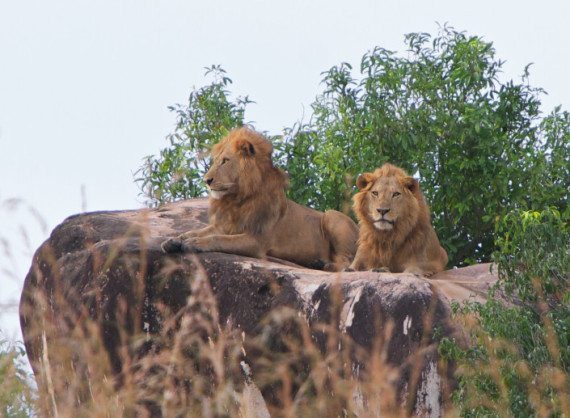 lions-in-kidepo-valley-national-park